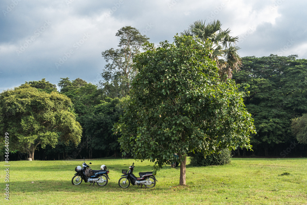 Fototapeta premium Two bikes near the tree, Cambodia