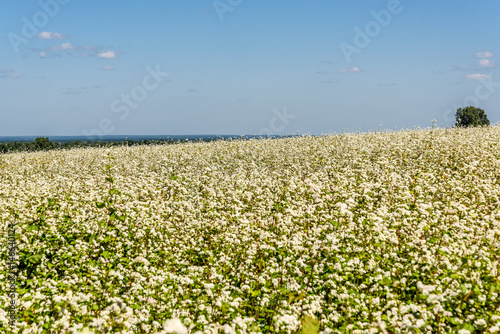 buckwheat flowers field white