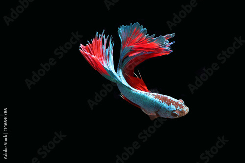 Blue fighting fish