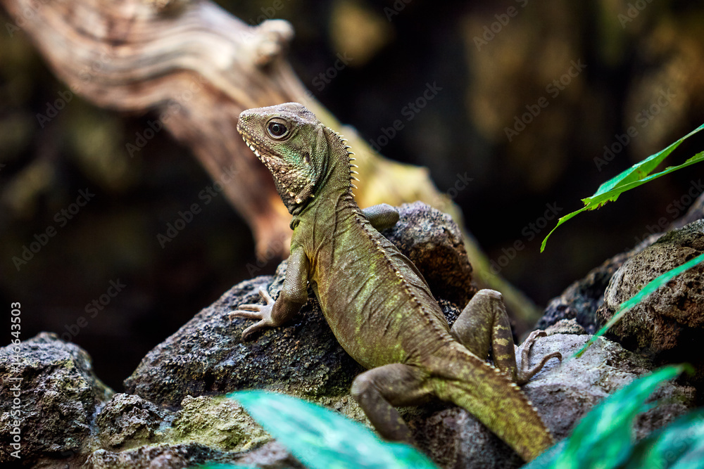 Green skin lizard looking. A beautiful Lizard Green skin lizard looking. A beautiful Lizard