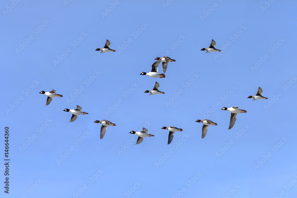 wild ducks in flight
