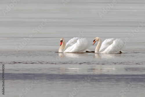 graceful swans on the river in early spring