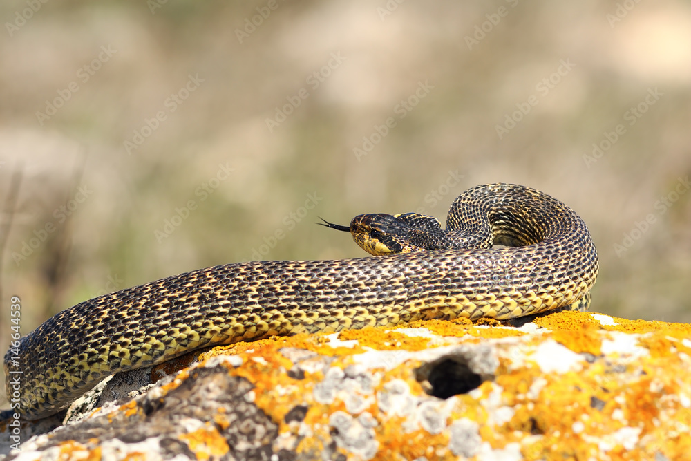Fototapeta premium blotched snake preparing to strike
