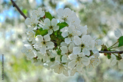 Closeup of white cherry blossoms © renelebeau