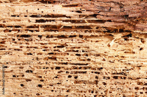 detail of fir wood damaged by fungus and insects