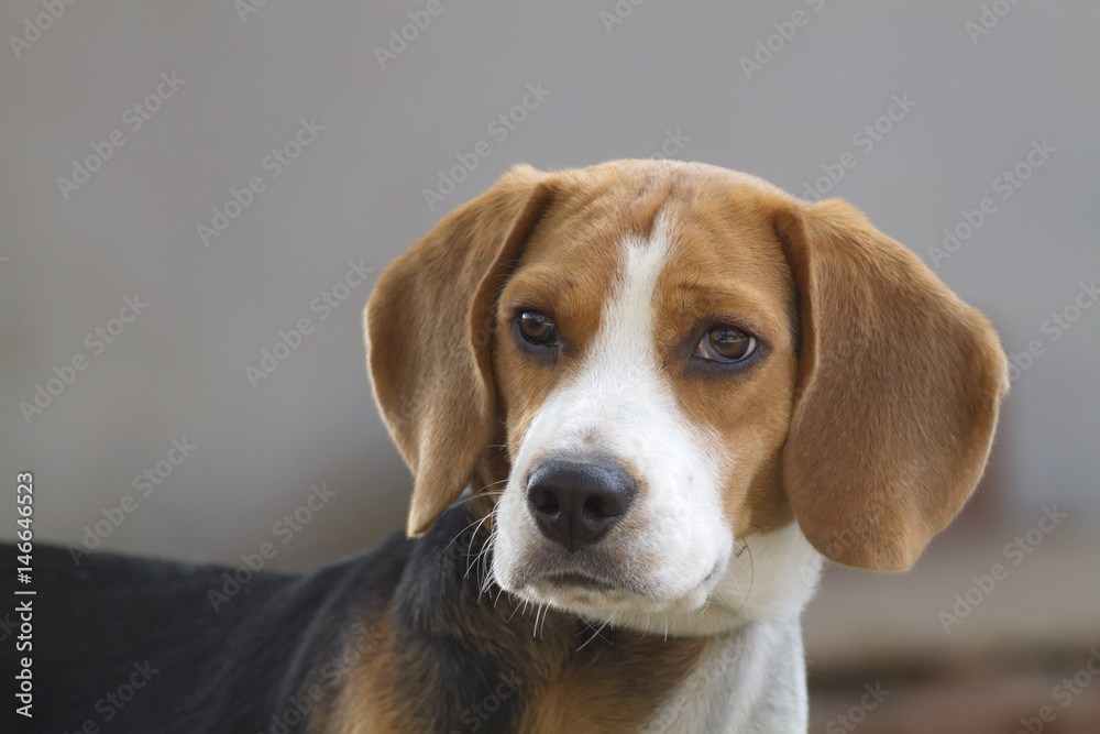 Dogs make cute gestures,Beagle (Hound)