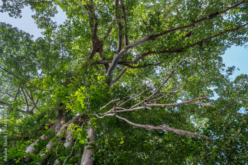 Fototapeta premium Giant banyan ficus tree, Cambodia