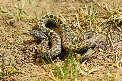 male meadow adder in natural habitat