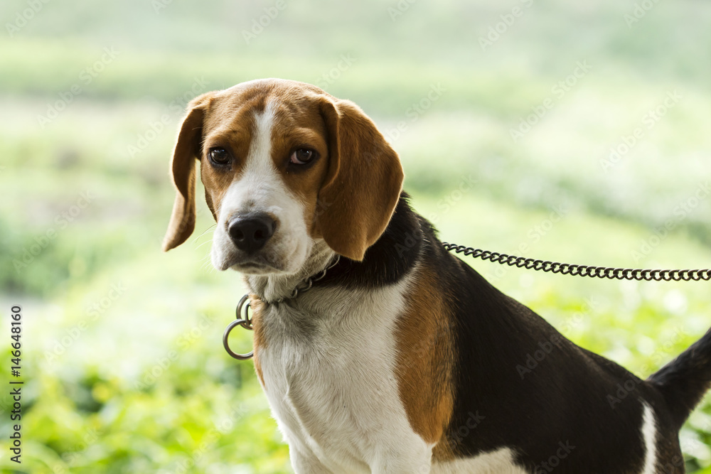 Dogs make cute gestures,Beagle (Hound)