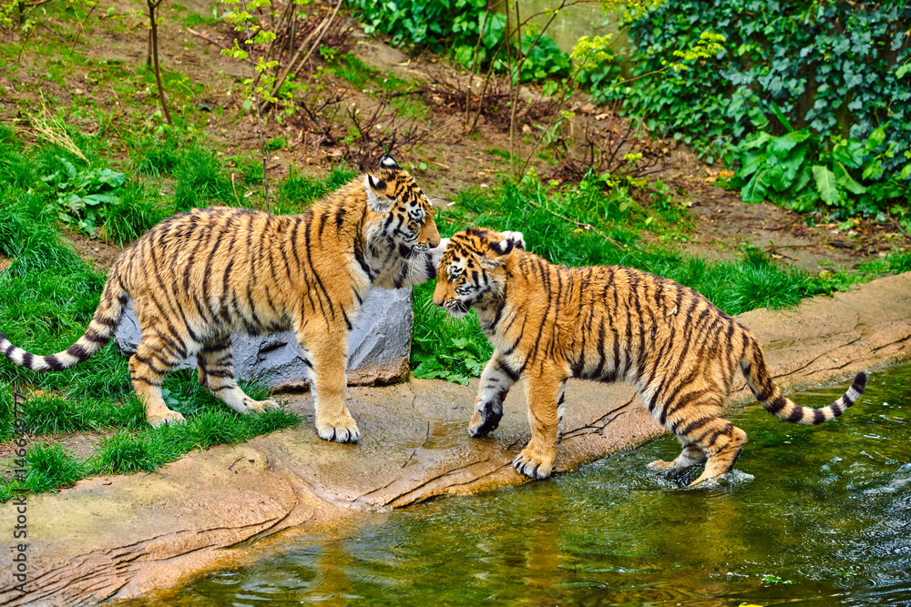 Obraz premium Two young tigers. Tiger Cub