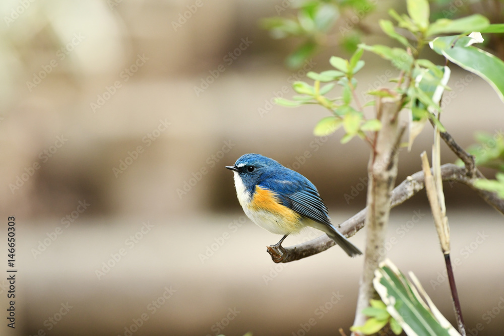 Obraz premium ルリビタキの雄