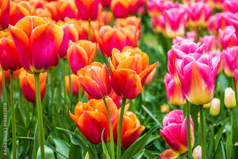 Red and pink tulips in flower park, Holland, Netherlands, Keukenhof