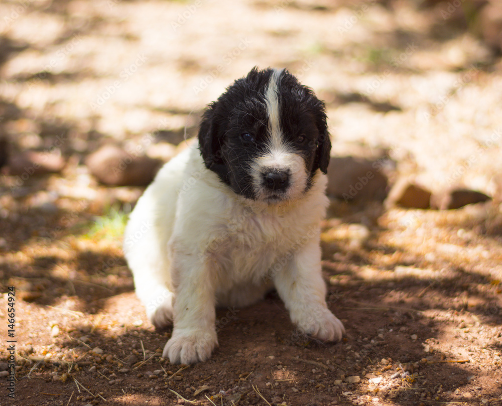 Fototapeta premium landseer puppy dog newfounland 