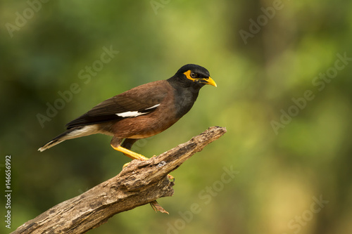Bird standing on Wooden backlit morning,Common myna, Indian myna, Mynah (Acridotheres tristis)