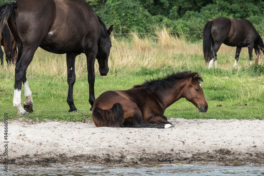 Pferde an der Müritz Pferde an der Müritz