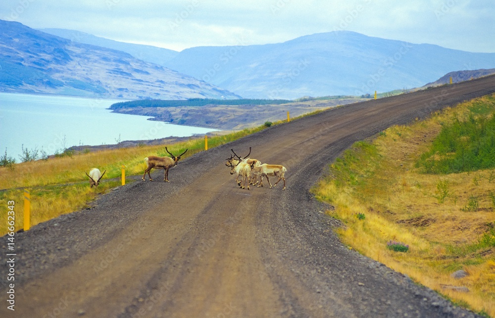 Ren / Rentiere (Rangifer tarandus) queren eine Schotterpiste in Ostisland, im Hintergrund der See Lagarfljót und Bergkette, Austurland/ Ostisland, Island/ Iceland, Europa