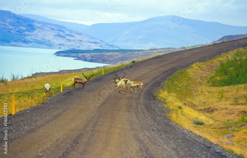 Ren / Rentiere (Rangifer tarandus) queren eine Schotterpiste in Ostisland, im Hintergrund der See Lagarfljót und Bergkette, Austurland/ Ostisland, Island/ Iceland, Europa