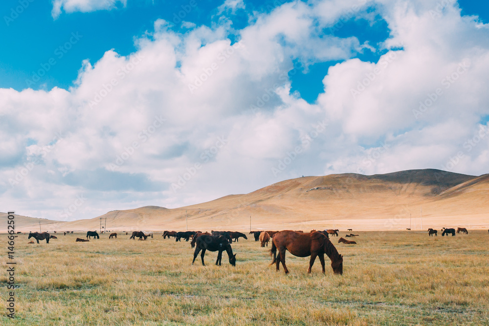 A herd of hores feeding in the grassland against hills and mountains, inner mongolia,China A herd of hores feeding in the grassland against hills and mountains, inner mongolia,China
