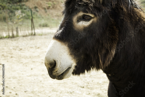 Donkey on farm