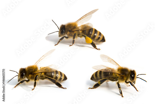 Fotografia Three bees in front of white background