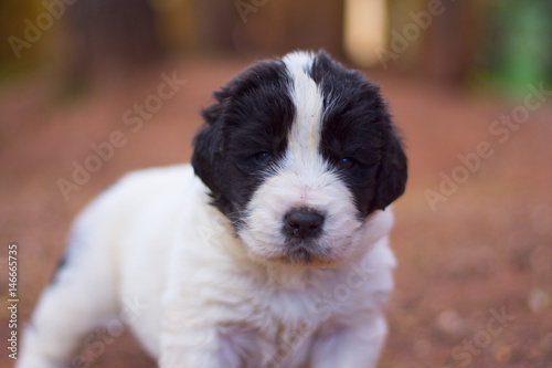 landseer puppy dog newfounland 