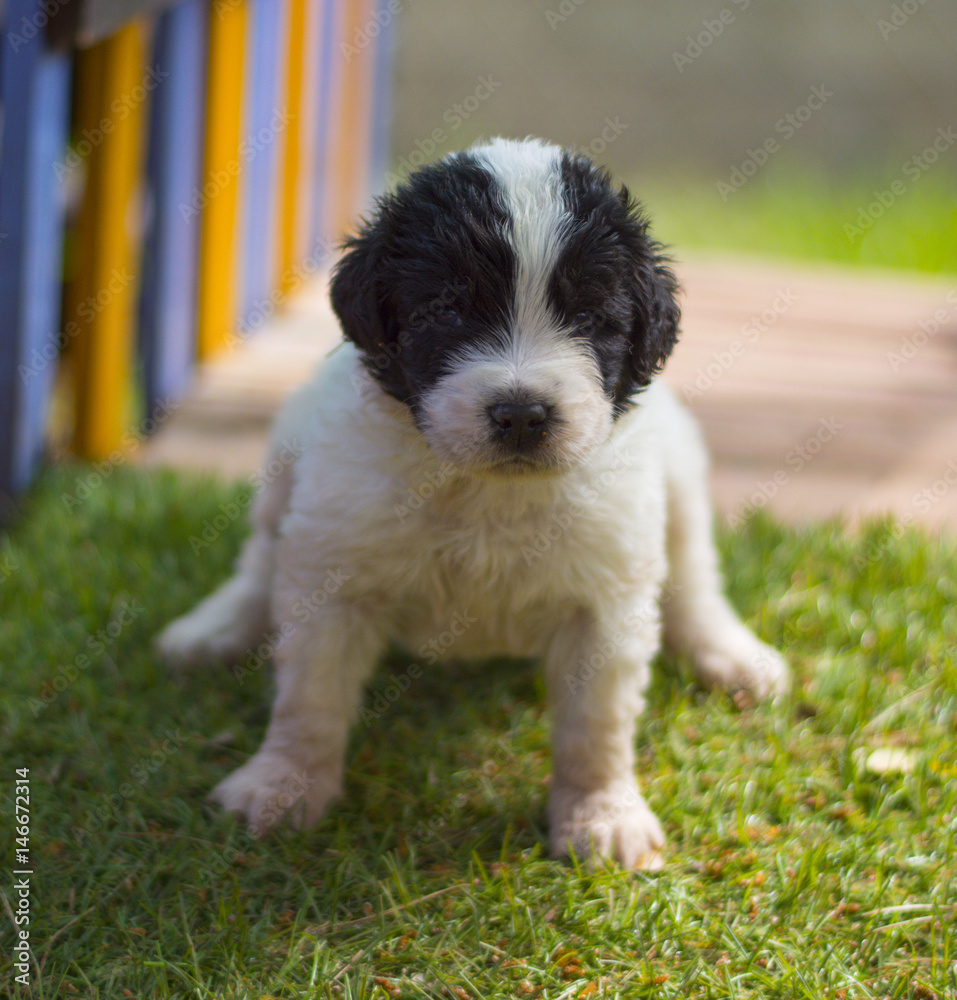 landseer puppy dog newfounland 