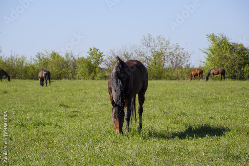 Horses graze in the pasture. Paddock horses on a horse farm. Walking horses