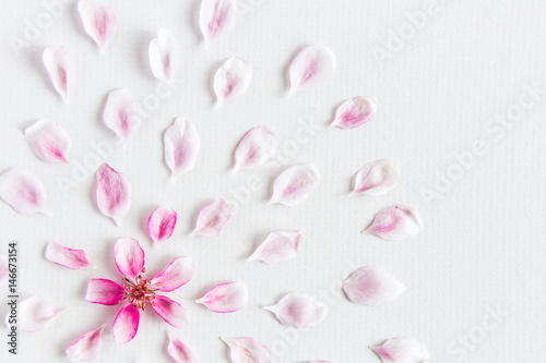 Fototapeta Naklejka Na Ścianę i Meble -  top view on round pattern of sacura flowers laying on white background. Concept of love and spring. Dof on sacura flowers. Flat lay. Spring background.