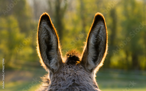 Print op canvas Donkey ears