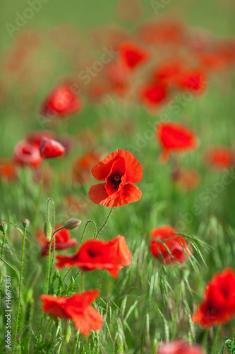 Nature, spring, summer, blooming flowers concept - close-up of red poppy flowers in the open ground, active flowering crops on a field of poppies - vertical - empty space for text © melnikofd