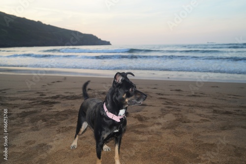 Dog of breed black Pinscher quietly on the beach 