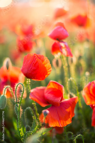 Nature, spring, summer, blooming flowers concept - close-up on flowering poppy in the spring field, at sunny day with green grass background vertical. Flowers background.