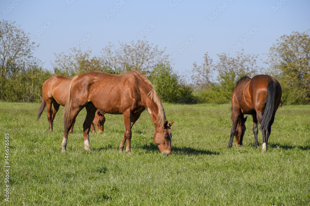 Horses graze in the pasture. Paddock horses on a horse farm. Walking horses Horses graze in the pasture. Paddock horses on a horse farm. Walking horses