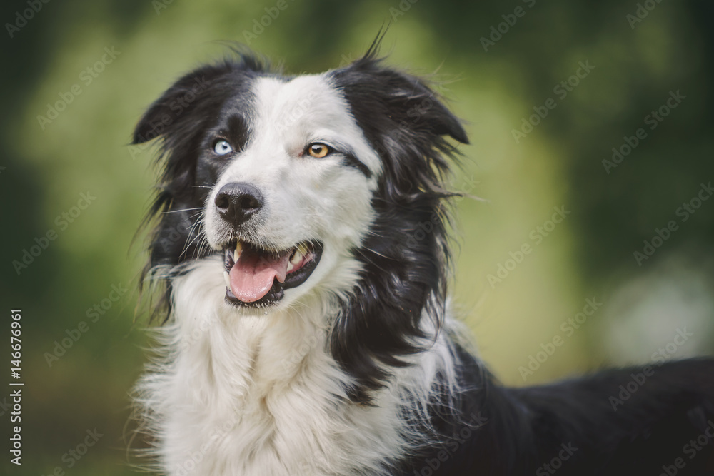 Portrait von einem Hund