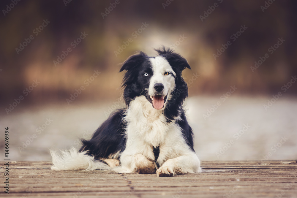 Hund liegt auf Steg mit See im Hintergrund