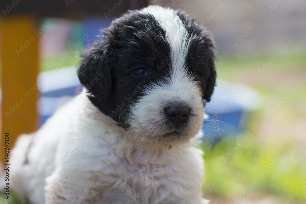 Fototapeta premium landseer puppy dog newfounland 