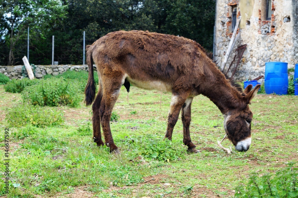 Donkey quietly walking and grazing in a field Donkey quietly walking and grazing in a field