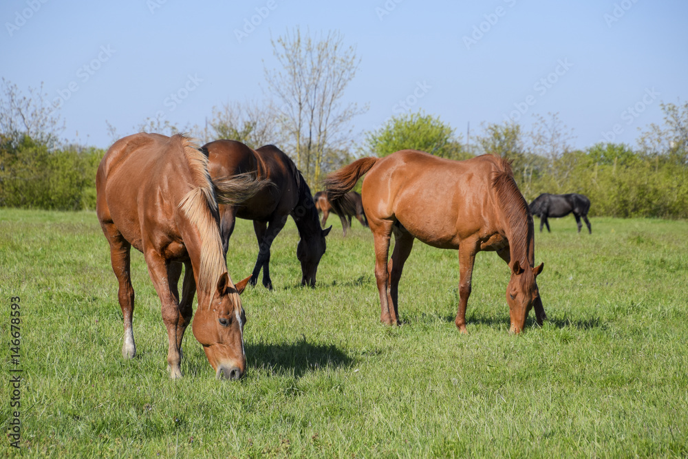 Horses graze in the pasture. Paddock horses on a horse farm. Walking horses Horses graze in the pasture. Paddock horses on a horse farm. Walking horses