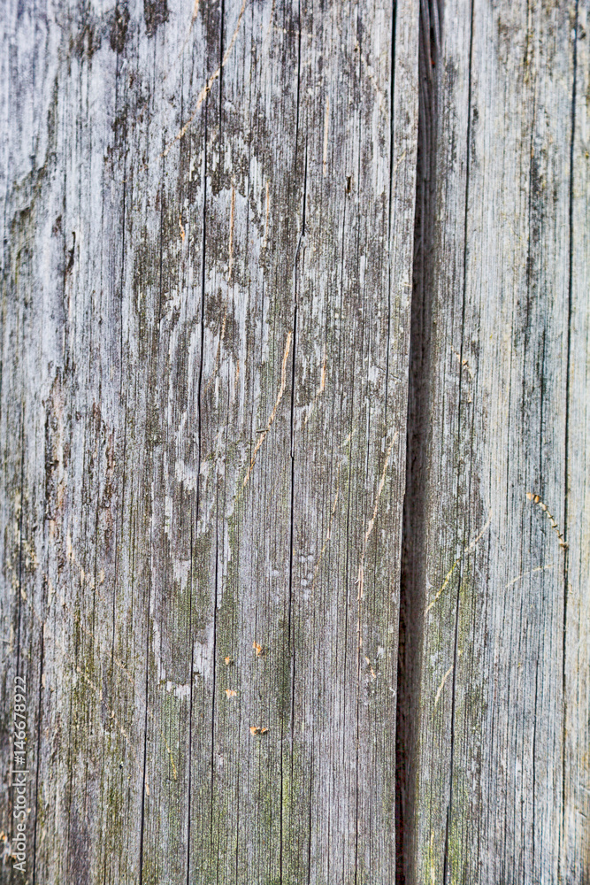 The textured surface of the wooden planks for construction and garden improvement
The textured surface of the wooden planks for construction and garden improvement