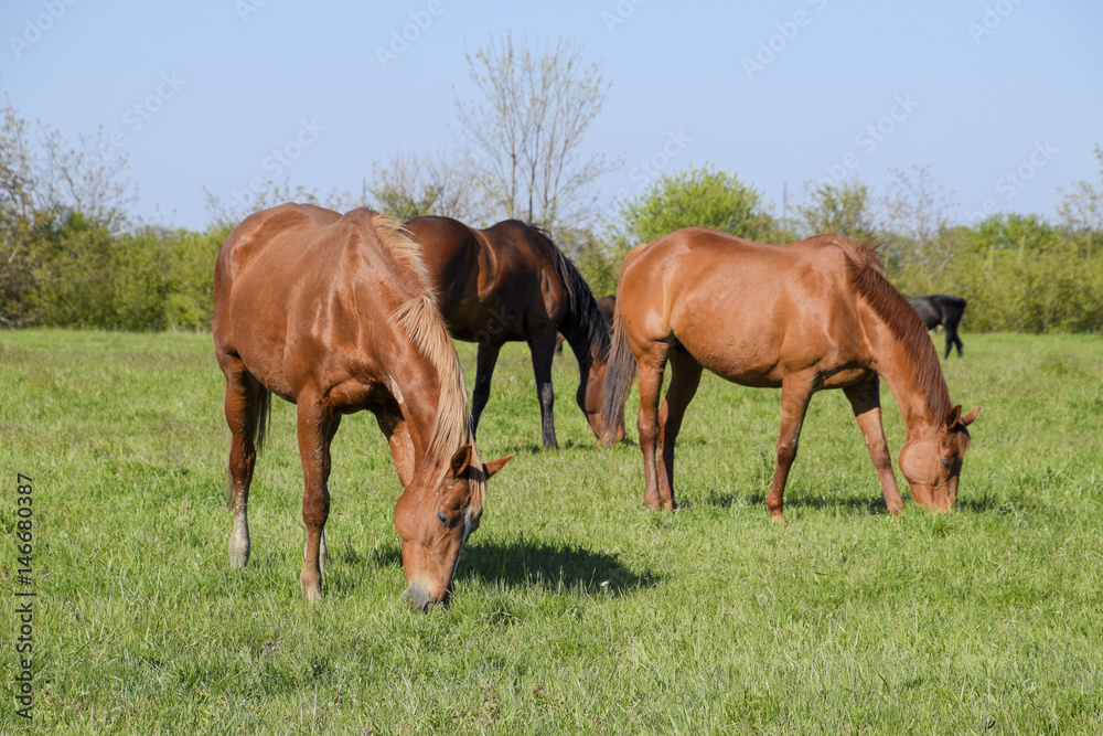 Horses graze in the pasture. Paddock horses on a horse farm. Walking horses Horses graze in the pasture. Paddock horses on a horse farm. Walking horses