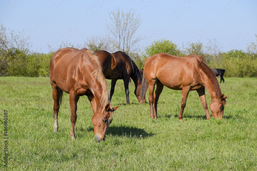 Horses graze in the pasture. Paddock horses on a horse farm. Walking horses