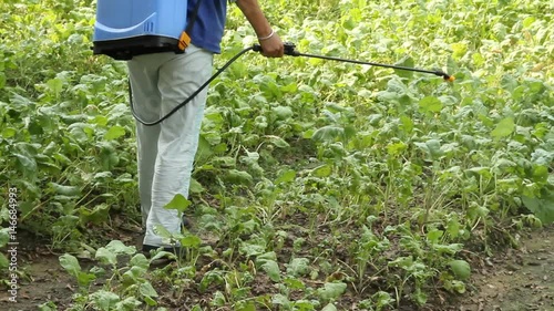 Farmer spraying pesticides on vegetables field