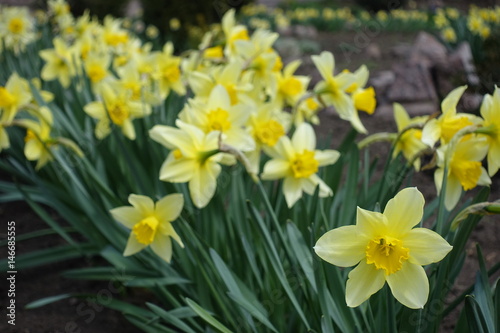 Close up of flowering yellow narcissuses (horizontal)