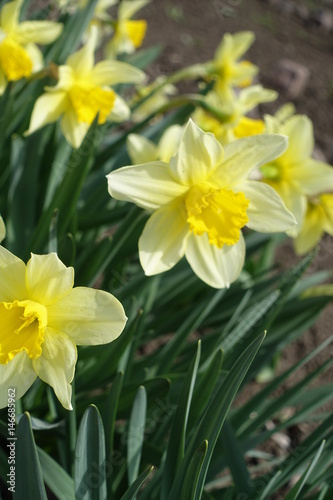 Fototapeta Naklejka Na Ścianę i Meble -  Yellow daffodils in the park in spring (vertical)