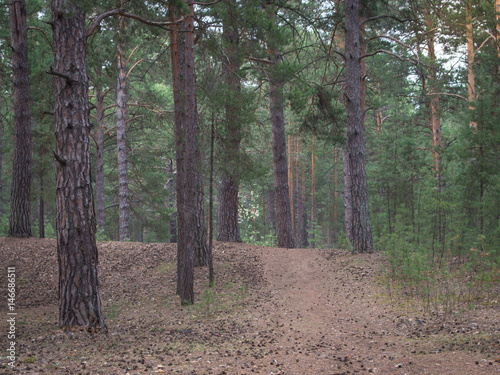 Path leading through the pine forest at the sunrise in spring