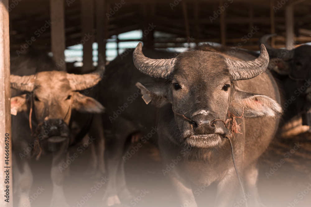 Naklejka premium Group of buffaloes