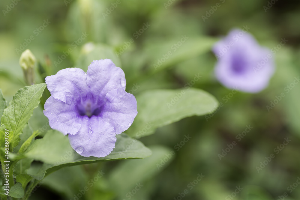 Purple flowers bloom with a drop of rain