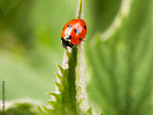 ladybird outside on a leaf in spring