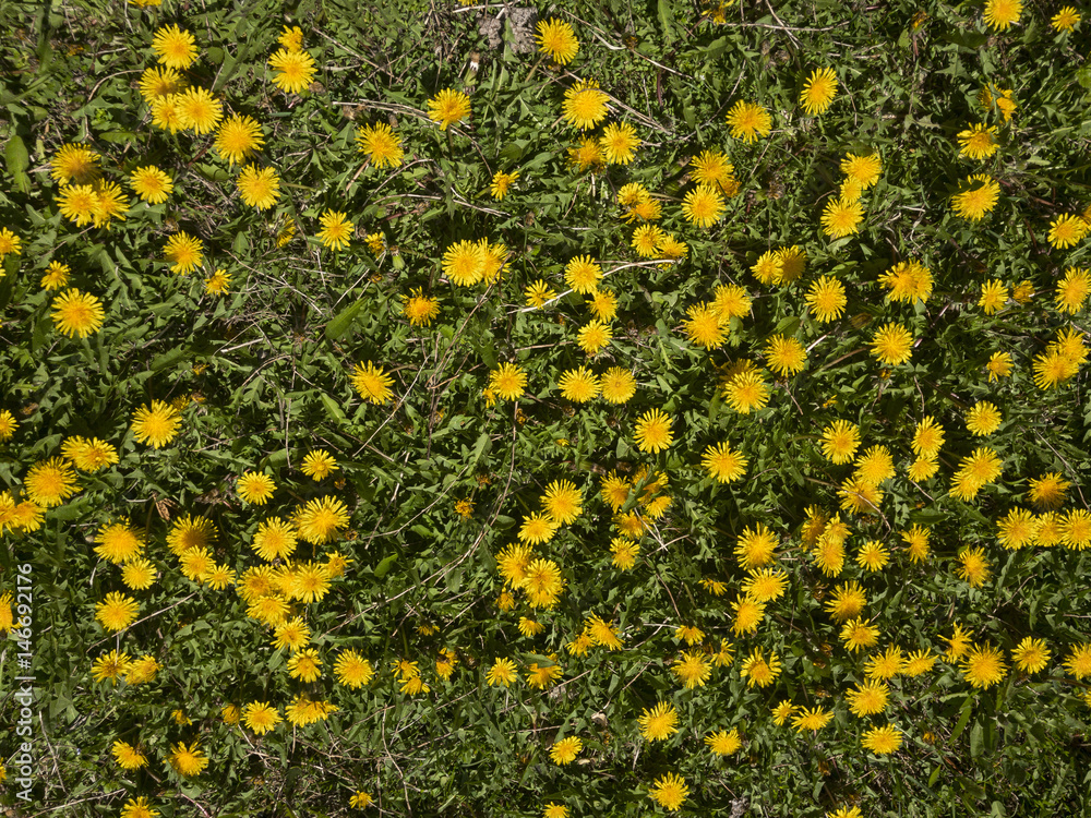 karahindiba çiçekleri ve ilkbahar dokusu
