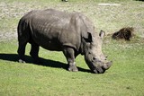 Rhinoceros at Wildlife Reserve